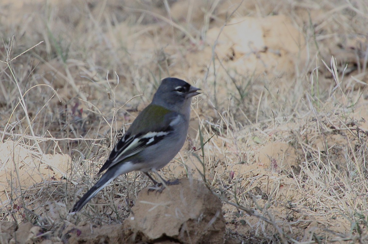 African Chaffinch (Tunisian) - ML585827211