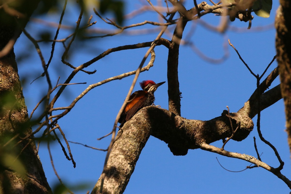 Greater Flameback - ML585828141