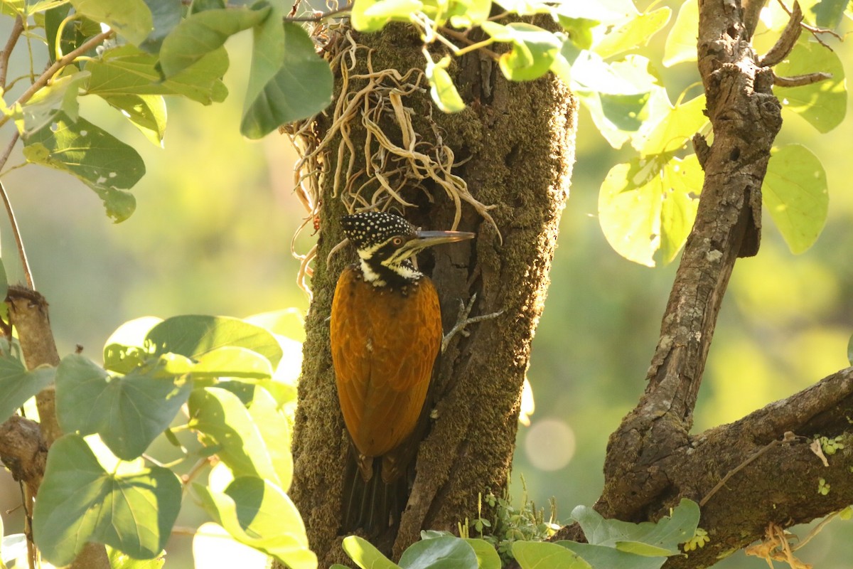 Greater Flameback - ML585828151