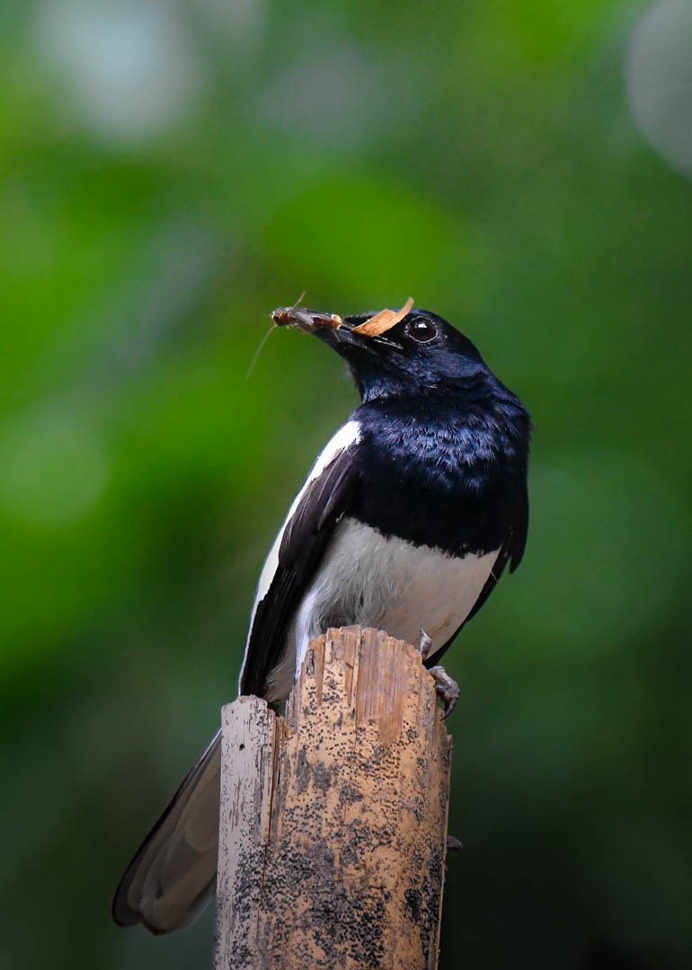 Oriental Magpie-Robin - Mitali Deb