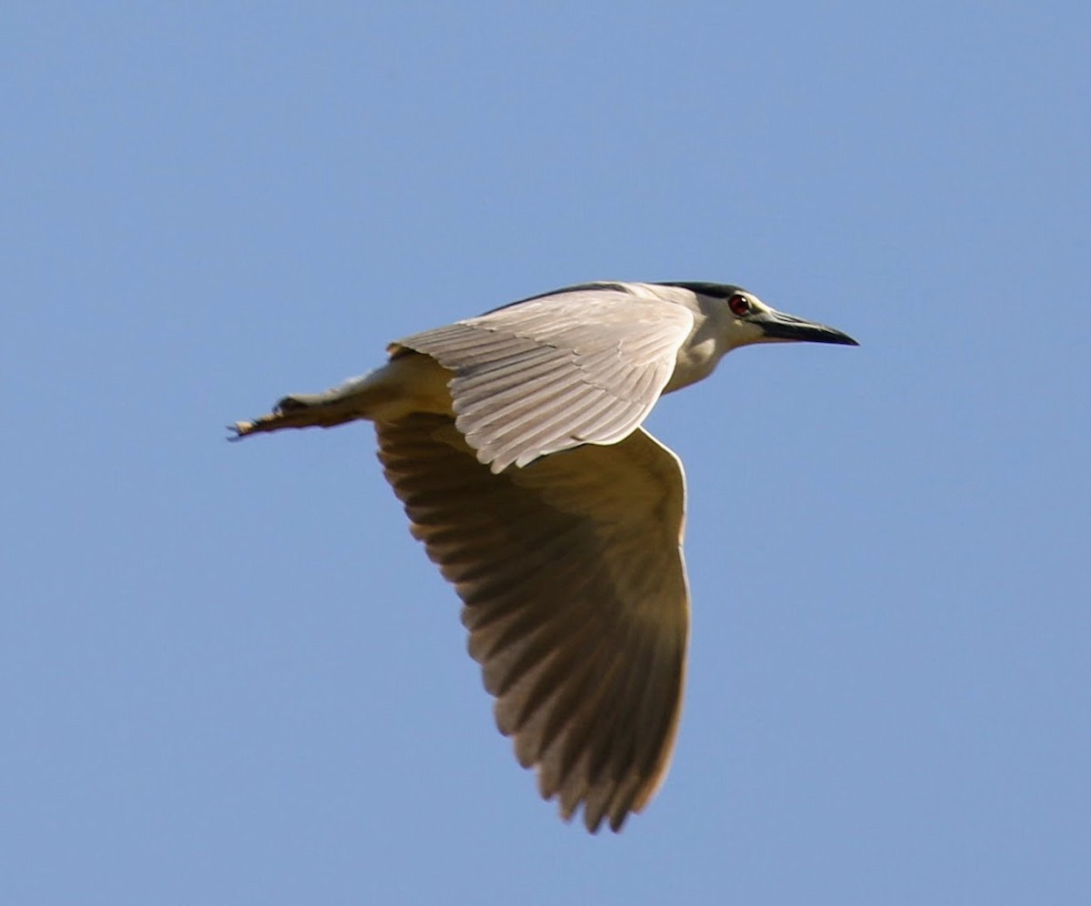 Black-crowned Night Heron - ML58582951