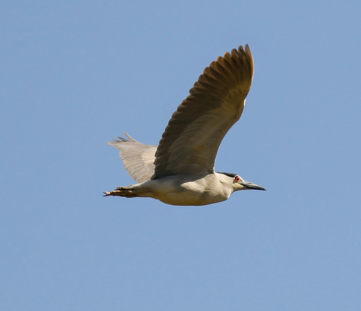 Black-crowned Night Heron - ML58582961