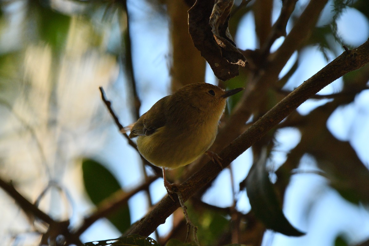 Large-billed Scrubwren - ML585829821
