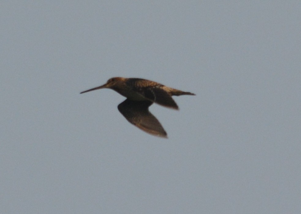 Pin-tailed Snipe - ML58583031