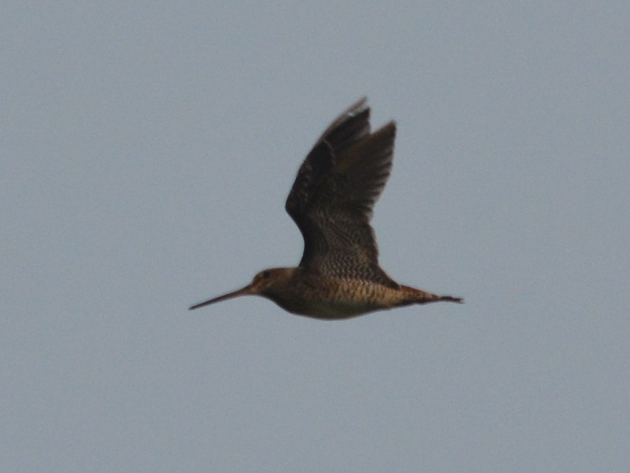 Pin-tailed Snipe - ML58583041