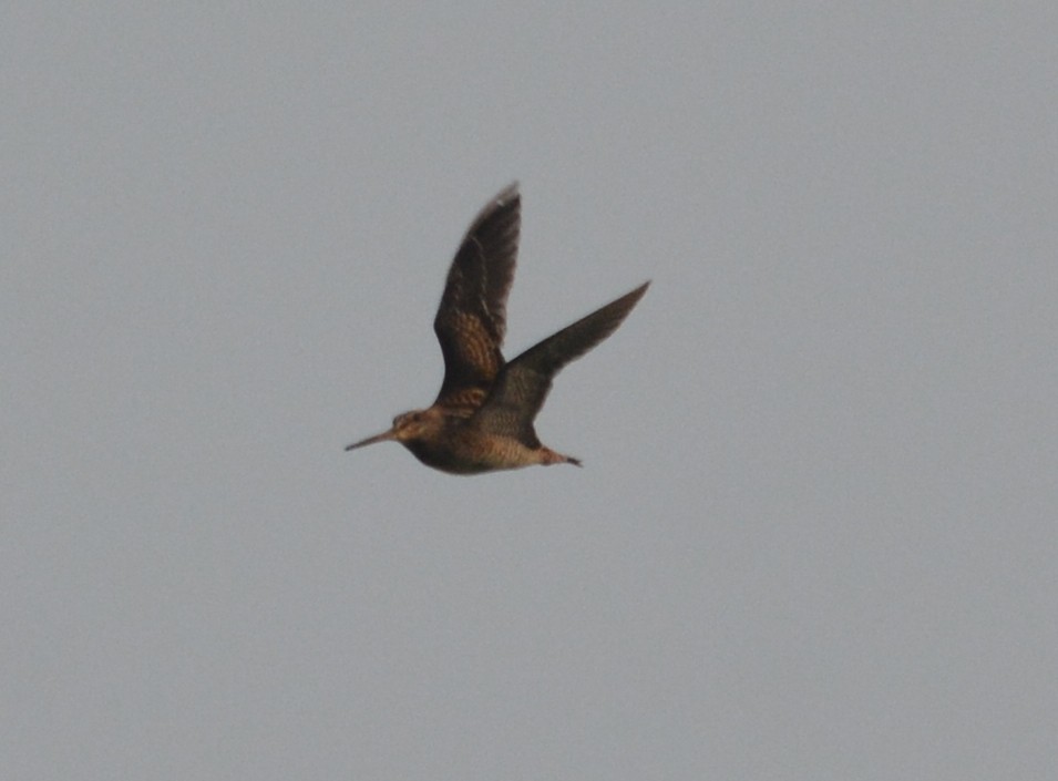 Pin-tailed Snipe - ML58583051