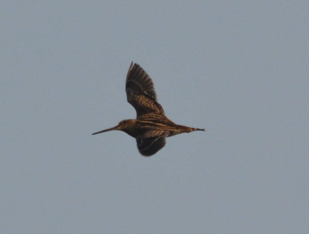 Pin-tailed Snipe - ML58583071