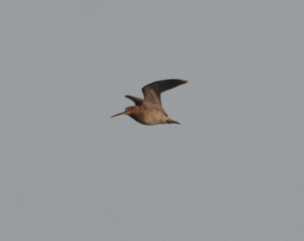 Pin-tailed Snipe - ML58583081