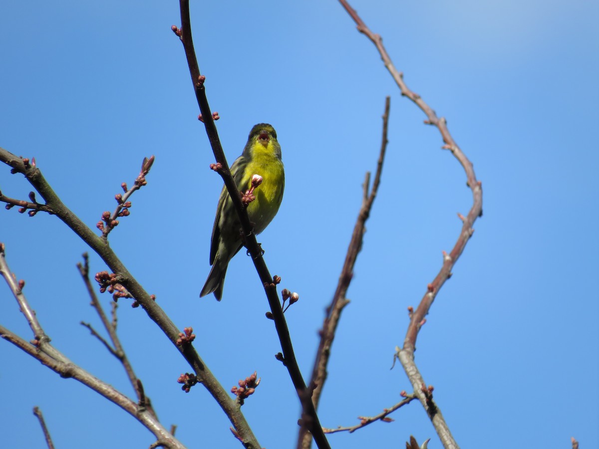 European Serin - ML585830991