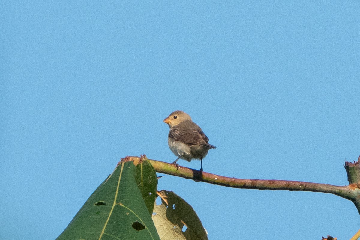 Lesson's Seedeater - ML585831021