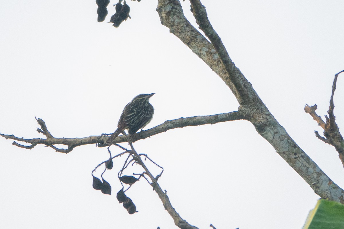 Streaked Flycatcher - Pietro D'Amelio