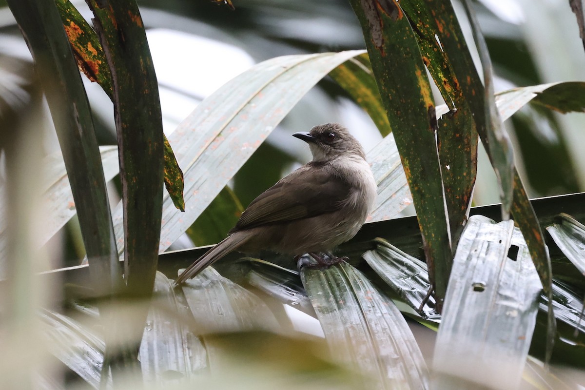 Olive-winged Bulbul - ML585831331