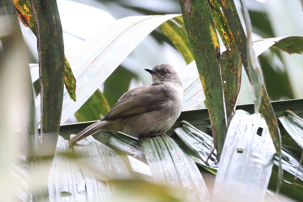 Olive-winged Bulbul - ML585831361