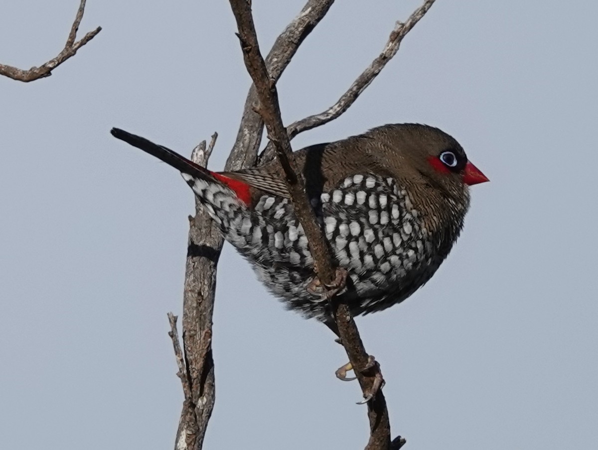 Red-eared Firetail - ML585832291
