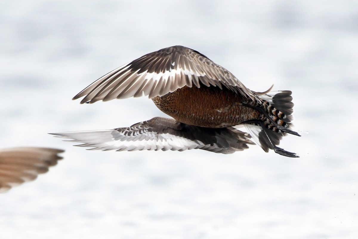 Hudsonian Godwit - ML58583411