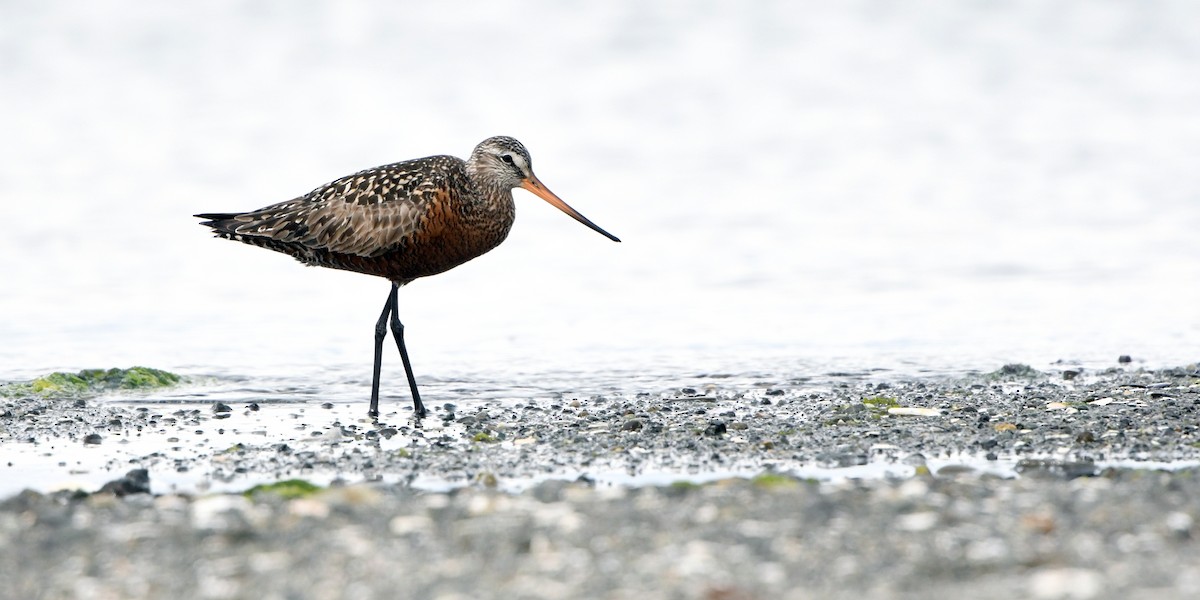 Hudsonian Godwit - Ryan Merrill