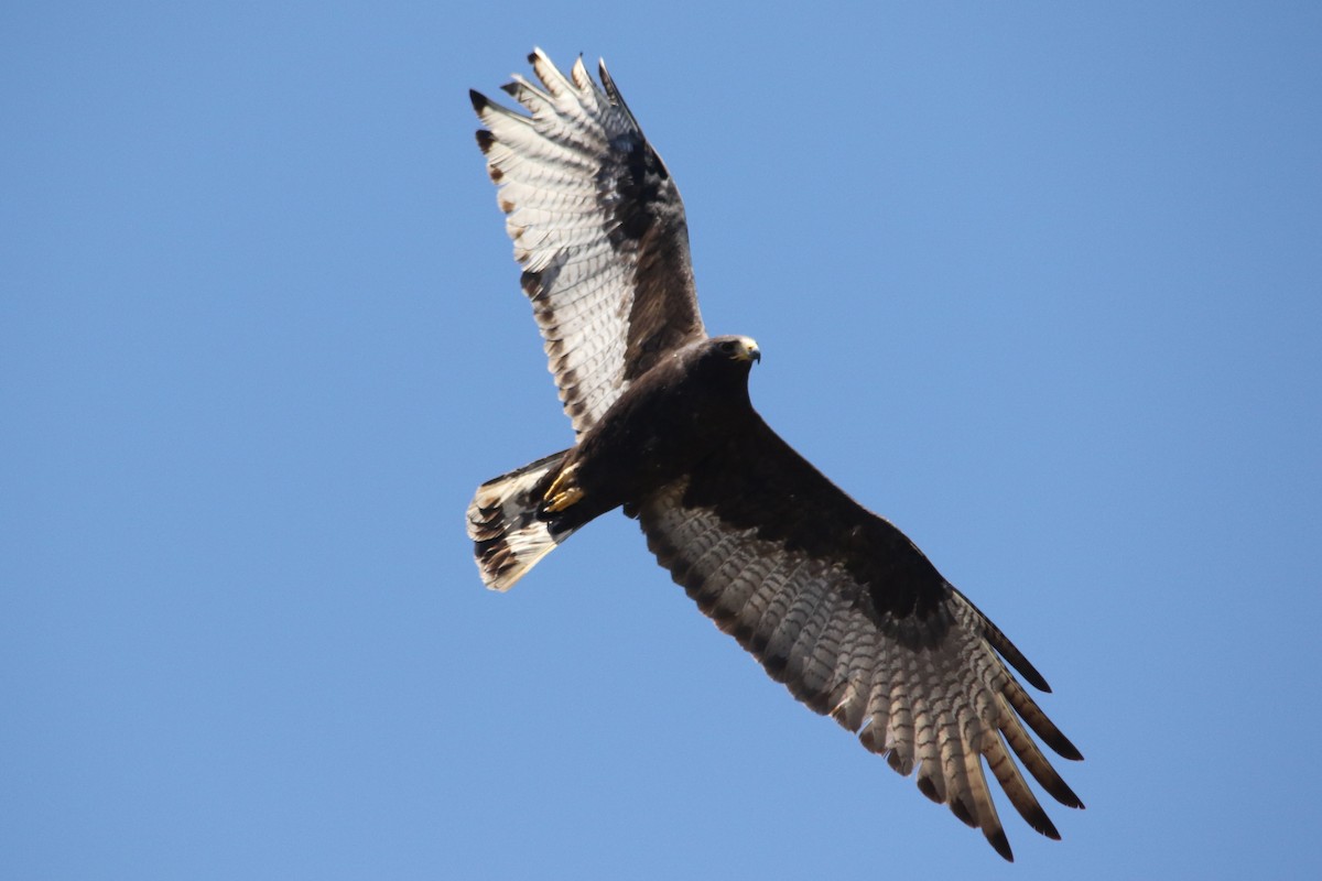 Zone-tailed Hawk - ML58583501