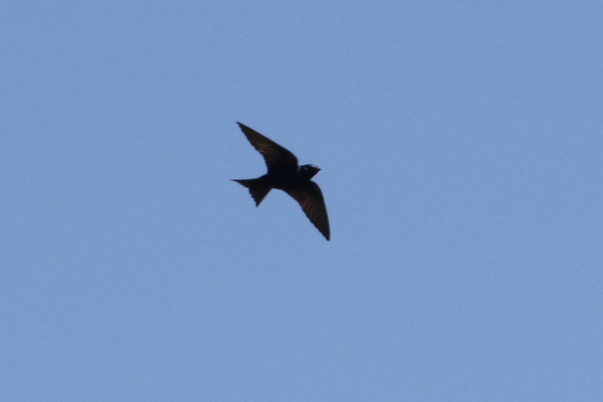Purple Martin - ML58583531