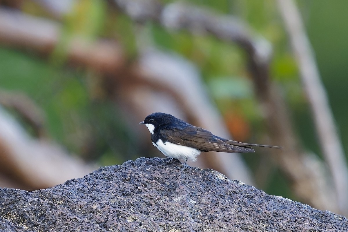 Black-collared Swallow - Holger Teichmann