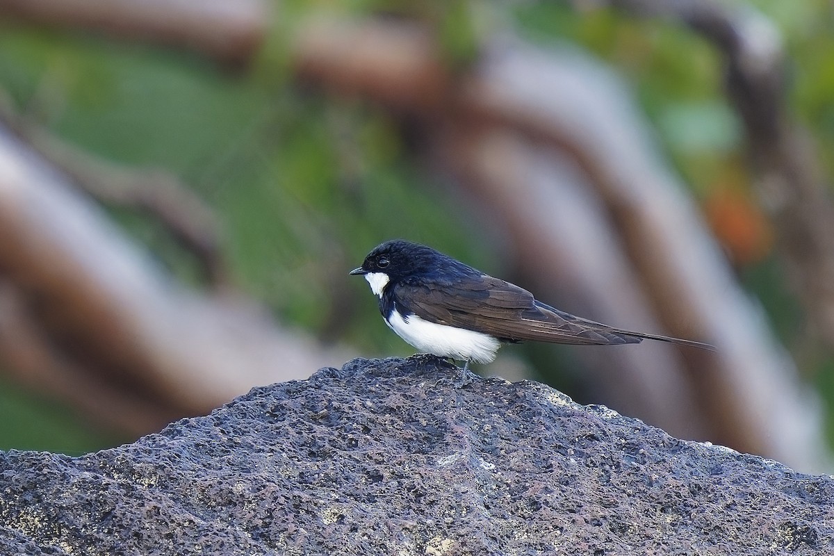 Black-collared Swallow - Holger Teichmann