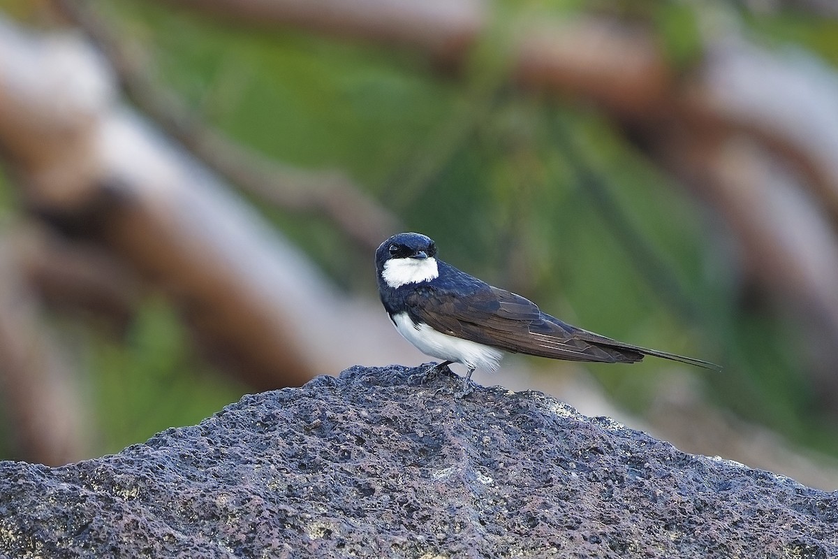 Black-collared Swallow - Holger Teichmann