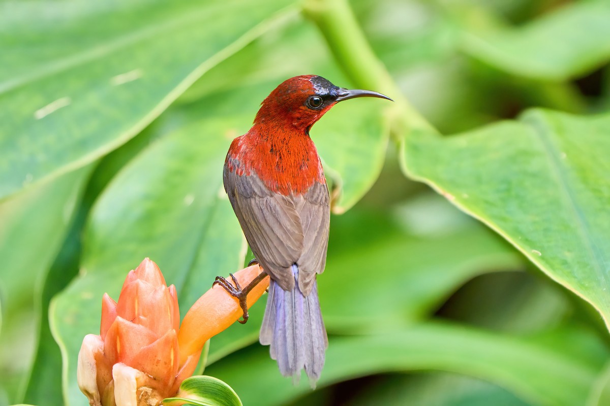 Crimson Sunbird - ML585835731