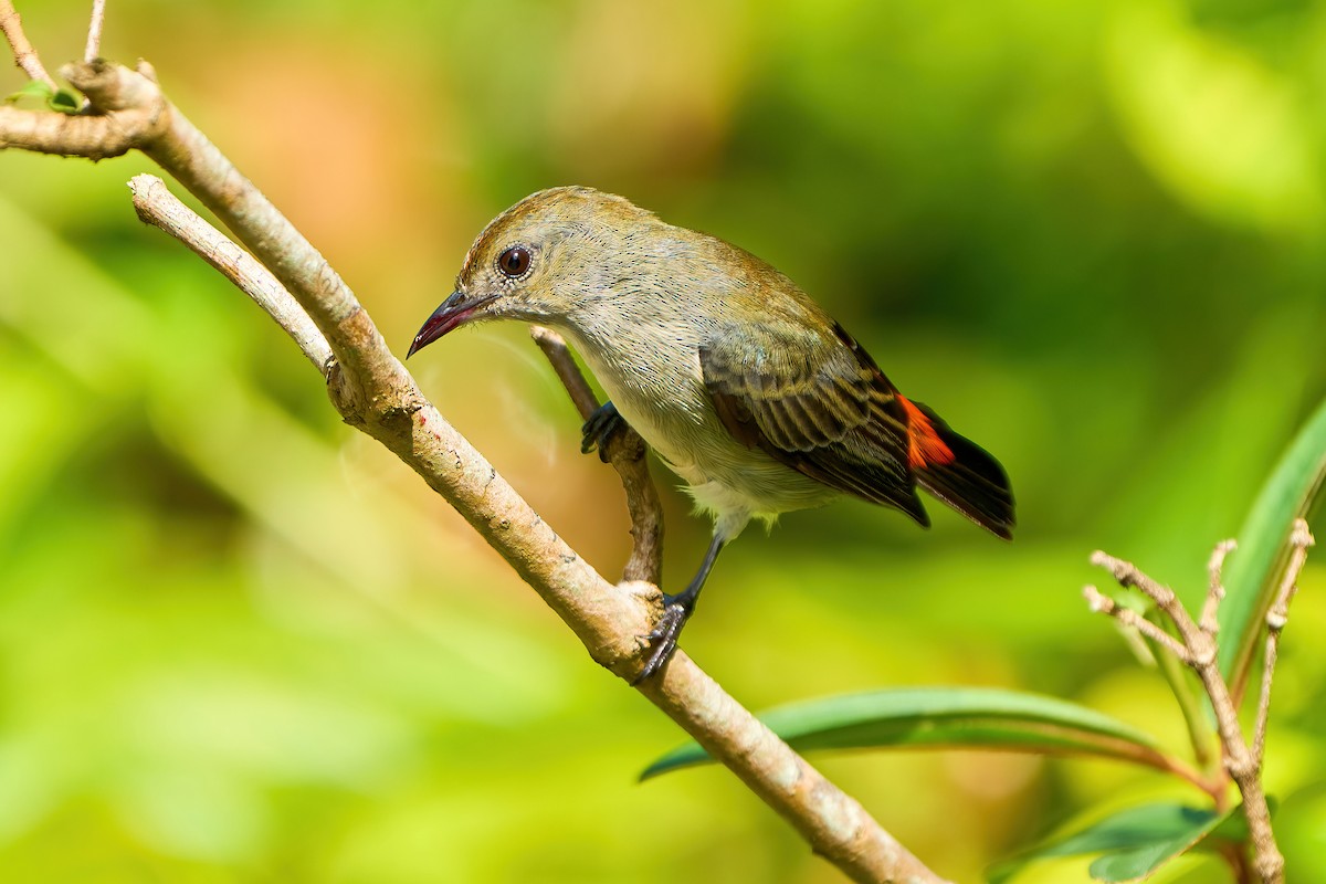 Scarlet-backed Flowerpecker - ML585835741