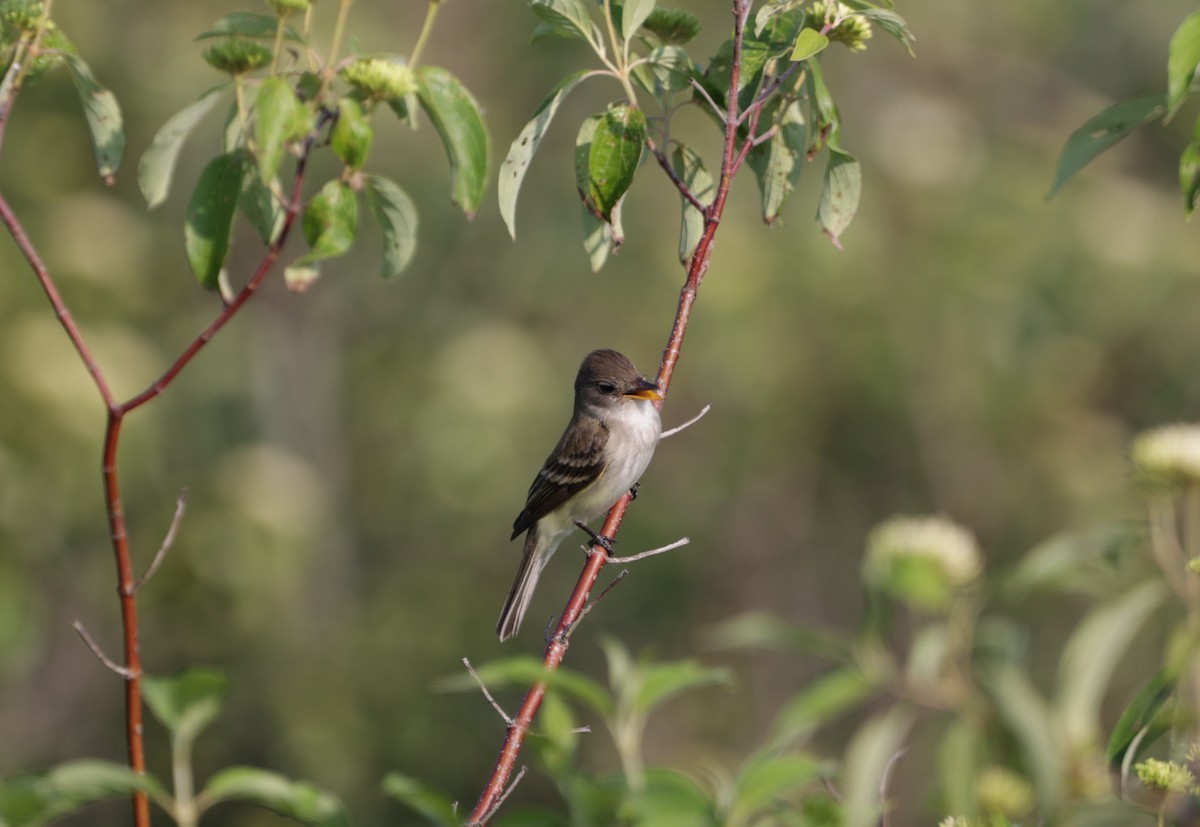 Willow Flycatcher - ML585836021