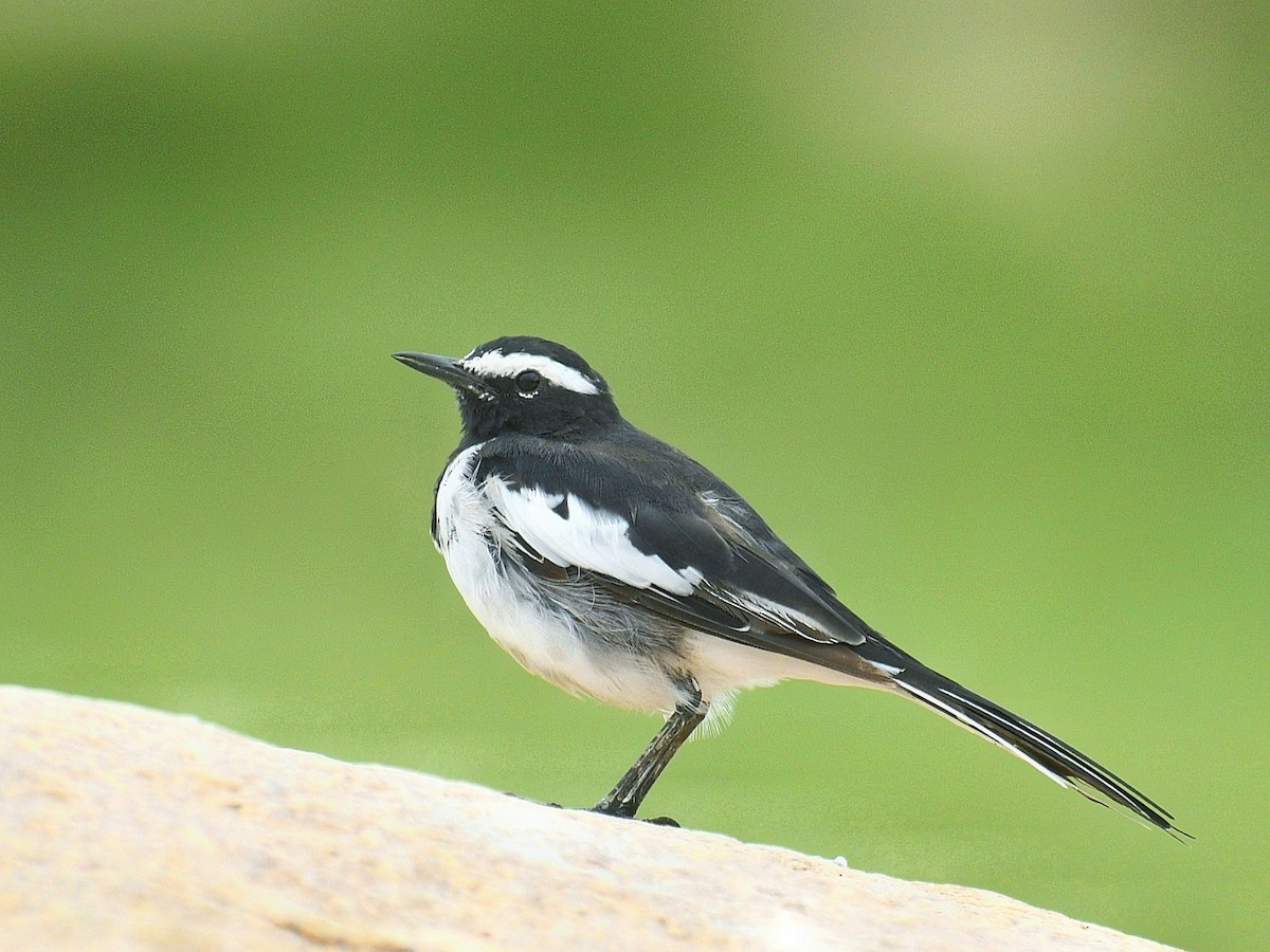 White-browed Wagtail - Mahendra Hegde