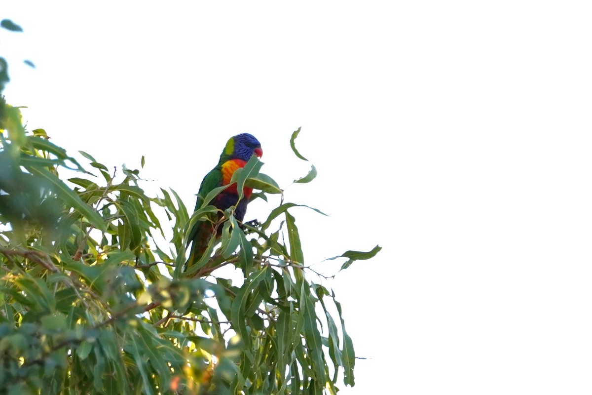 Rainbow Lorikeet - ML585837231