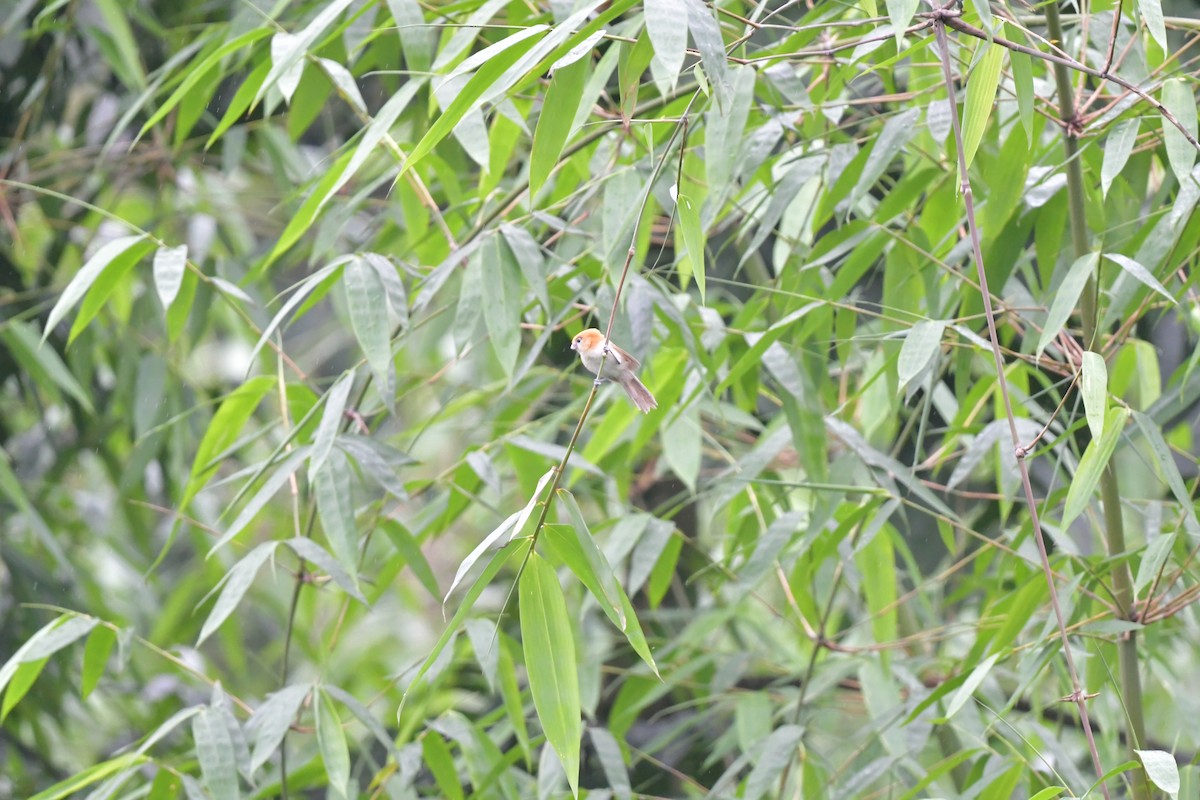 White-breasted Parrotbill - Sourav Halder