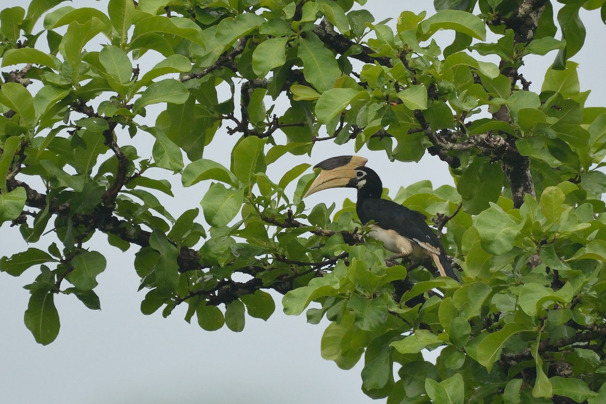 Malabar Pied-Hornbill - ML58583831