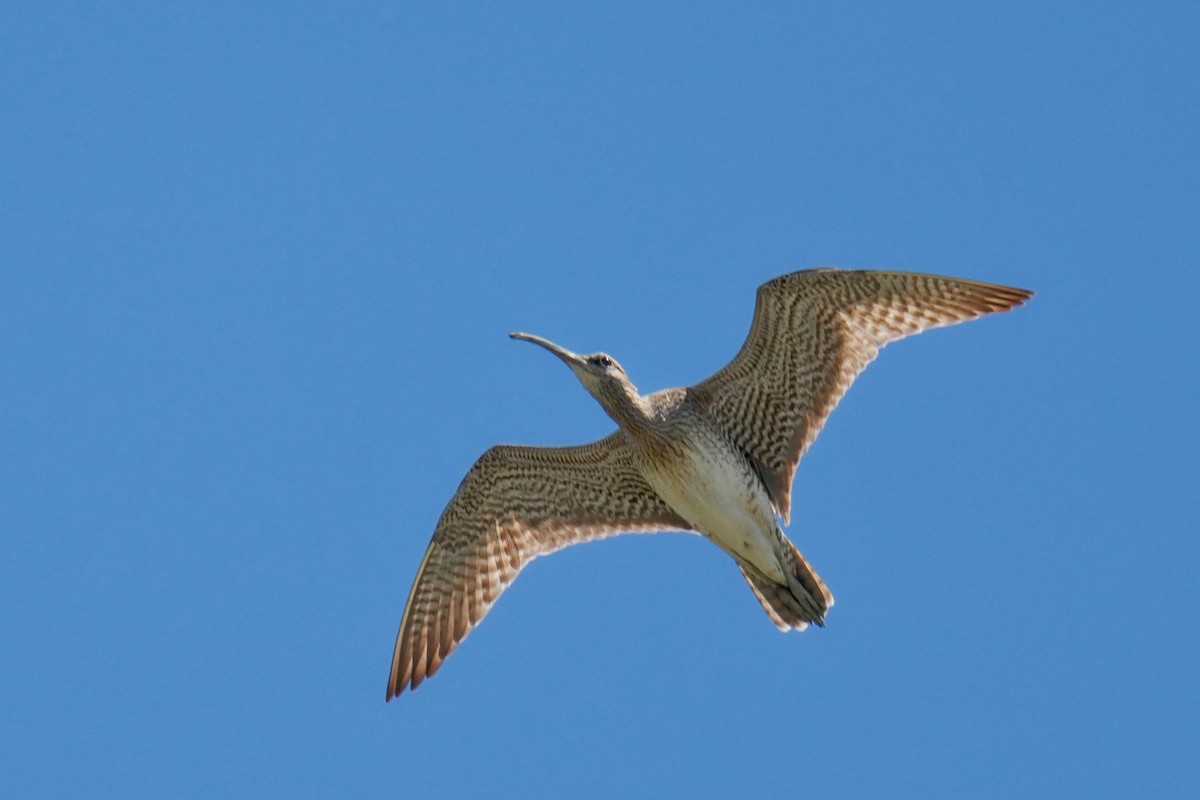 中杓鷸 - ML585839921