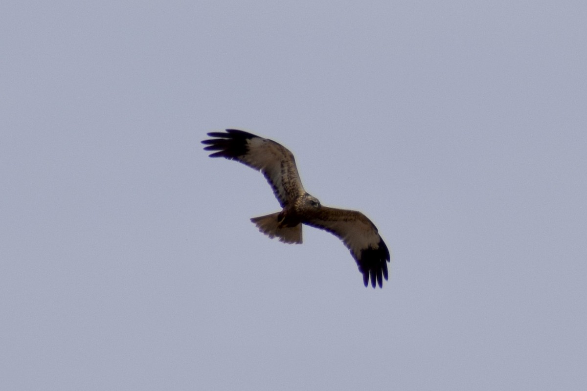 Western Marsh Harrier - ML585840271