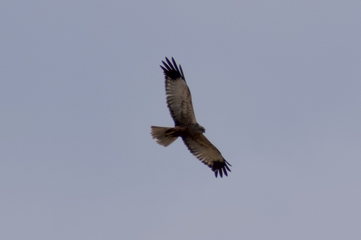 Western Marsh Harrier - ML585840281