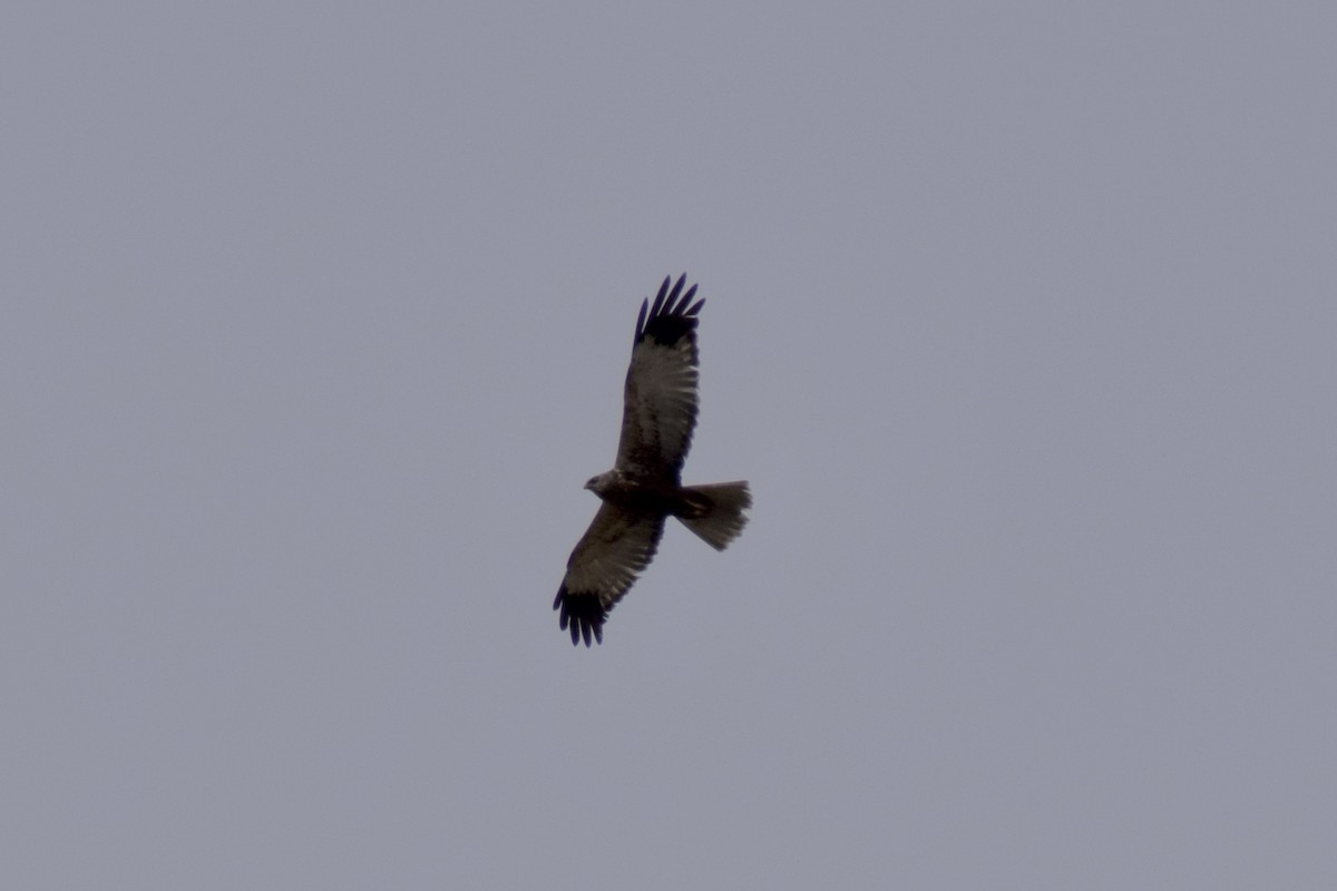 Western Marsh Harrier - ML585840291