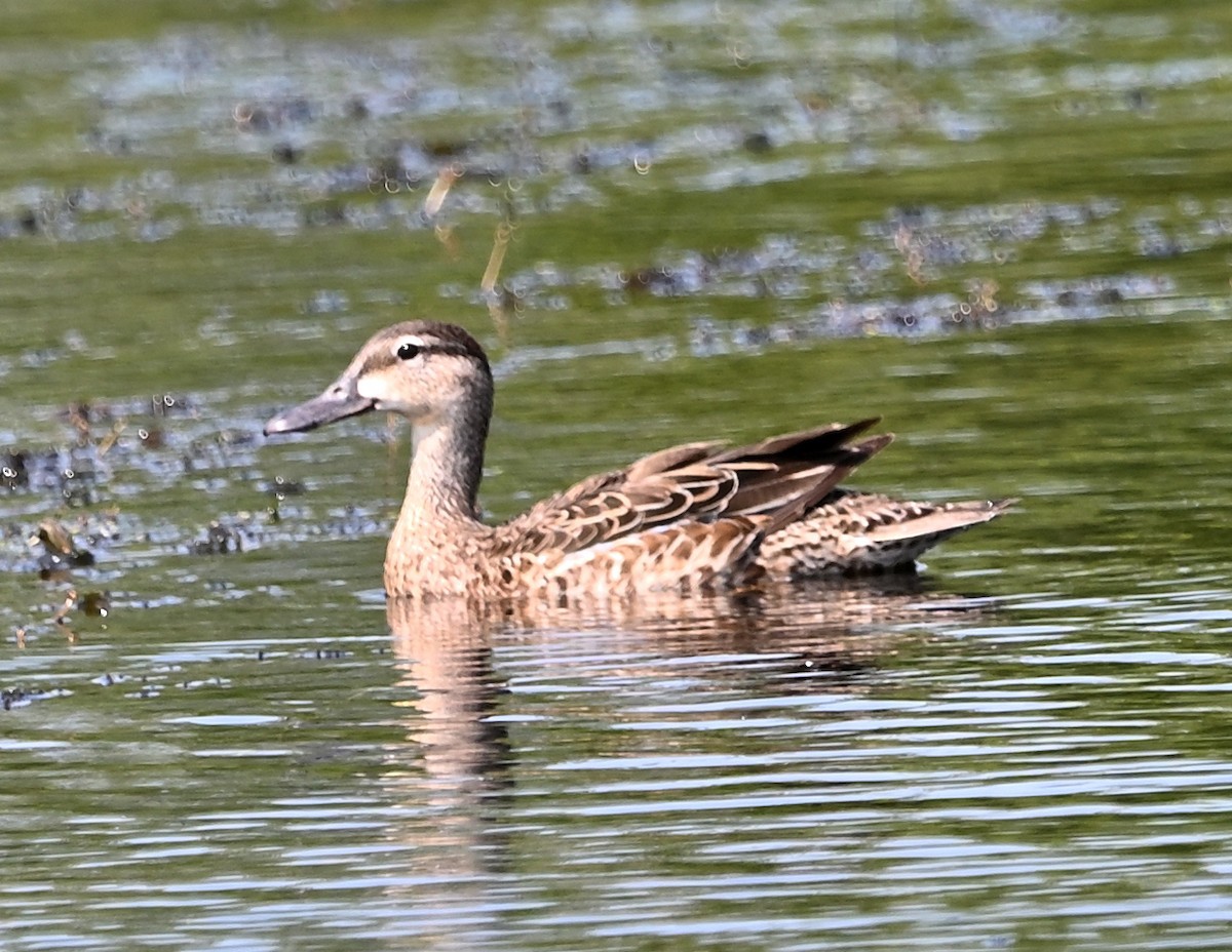 Blue-winged Teal - ML585840761