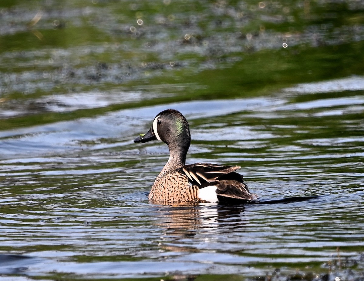 Blue-winged Teal - ML585840781