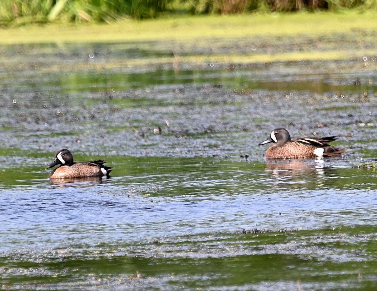 Blue-winged Teal - ML585840791