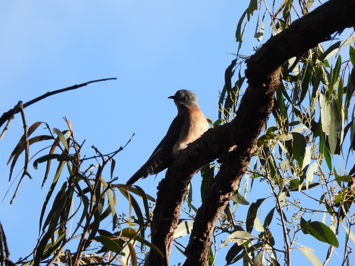 Fan-tailed Cuckoo - ML585841191