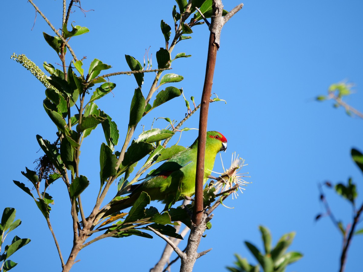 New Caledonian Parakeet - ML585842071