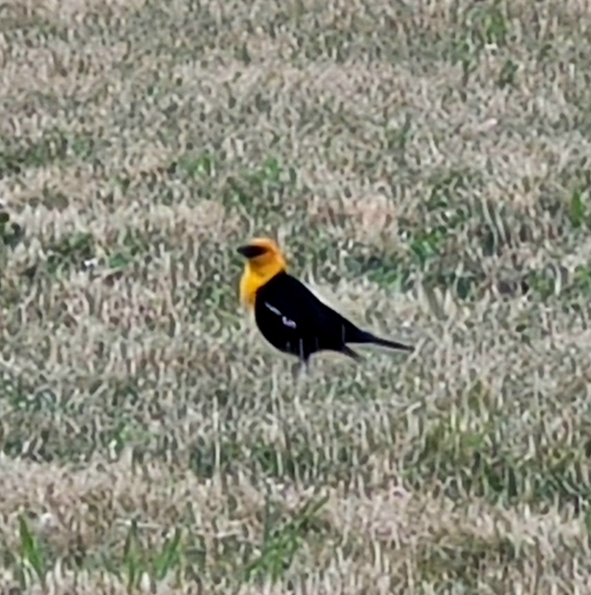 Yellow-headed Blackbird - ML585842951