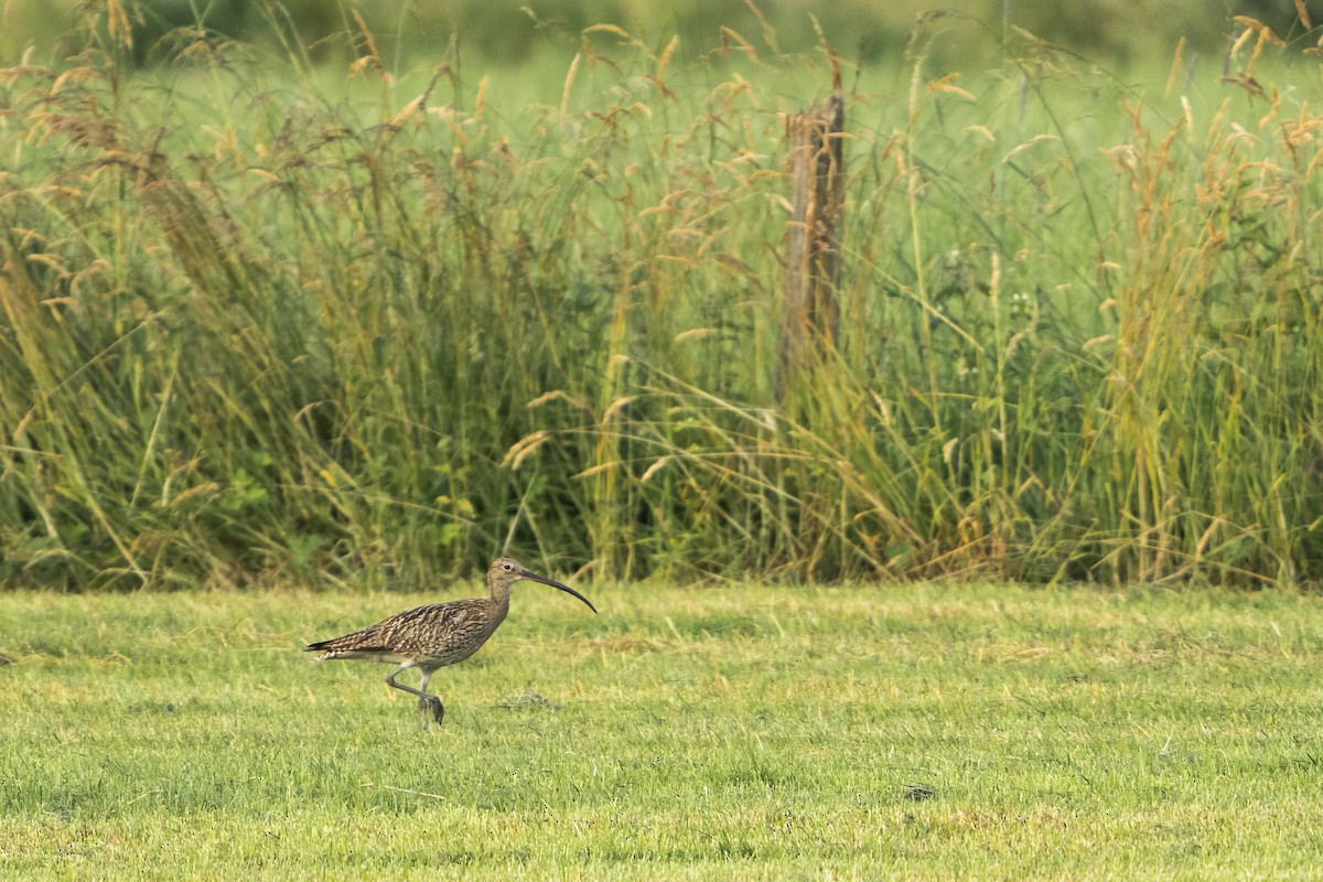 Eurasian Curlew - Martin Stelbrink