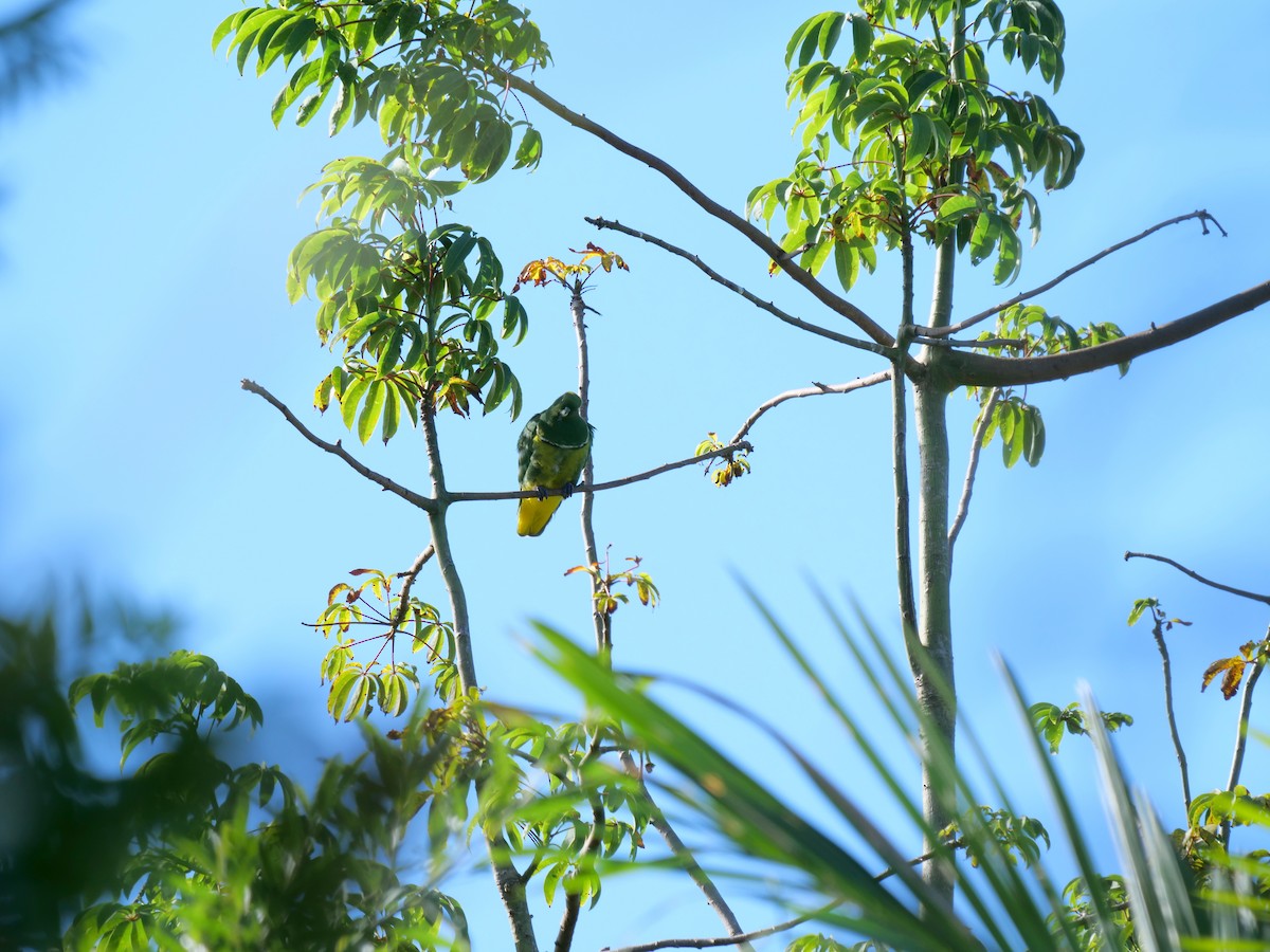 Cloven-feathered Dove - ML585846471