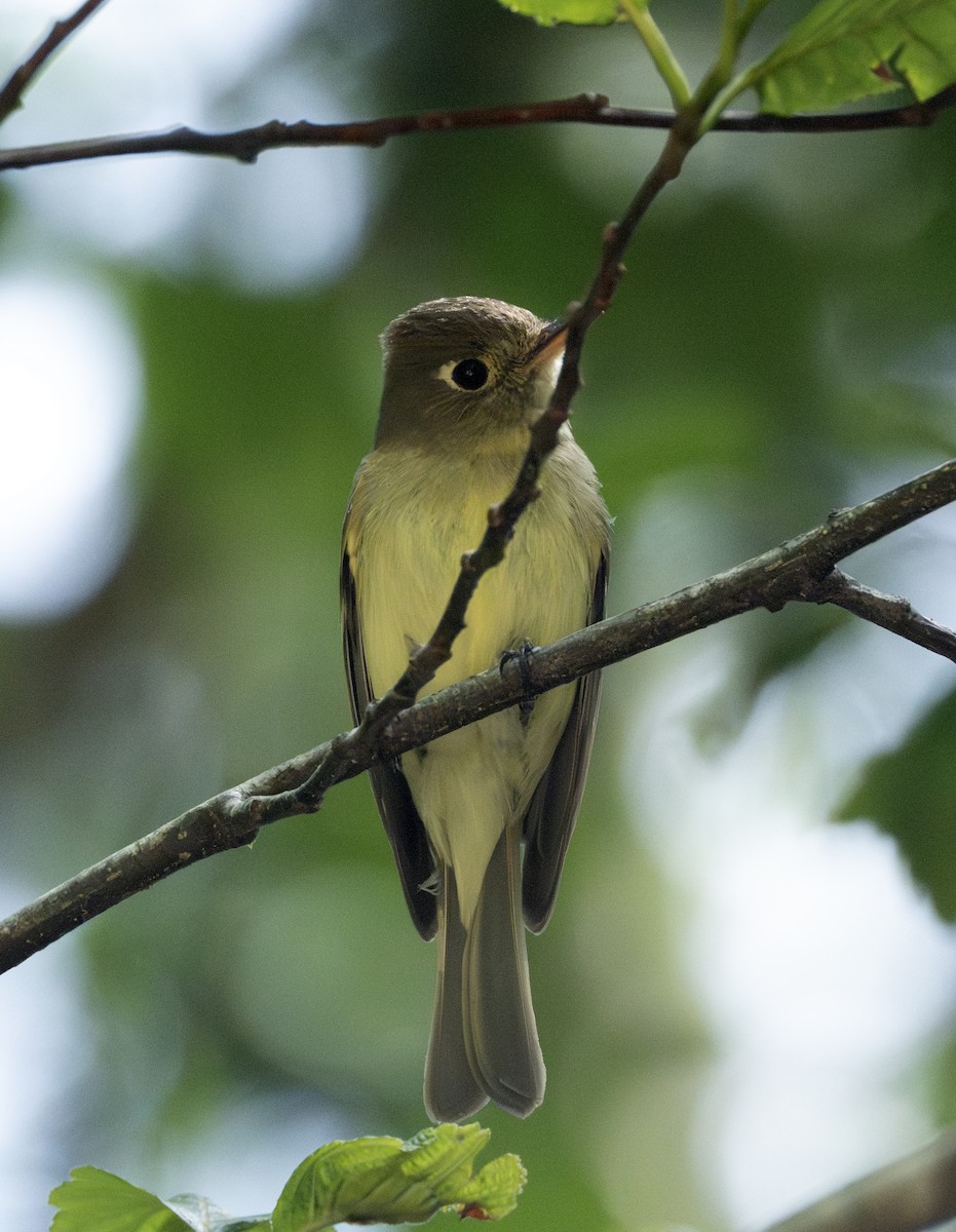 Western Flycatcher (Pacific-slope) - ML585846851