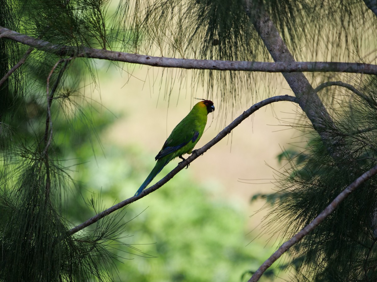 Perico Cornudo - ML585847391