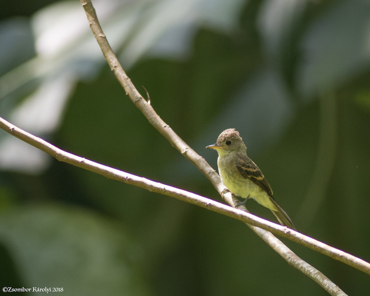 Northern Tropical Pewee - ML585847561