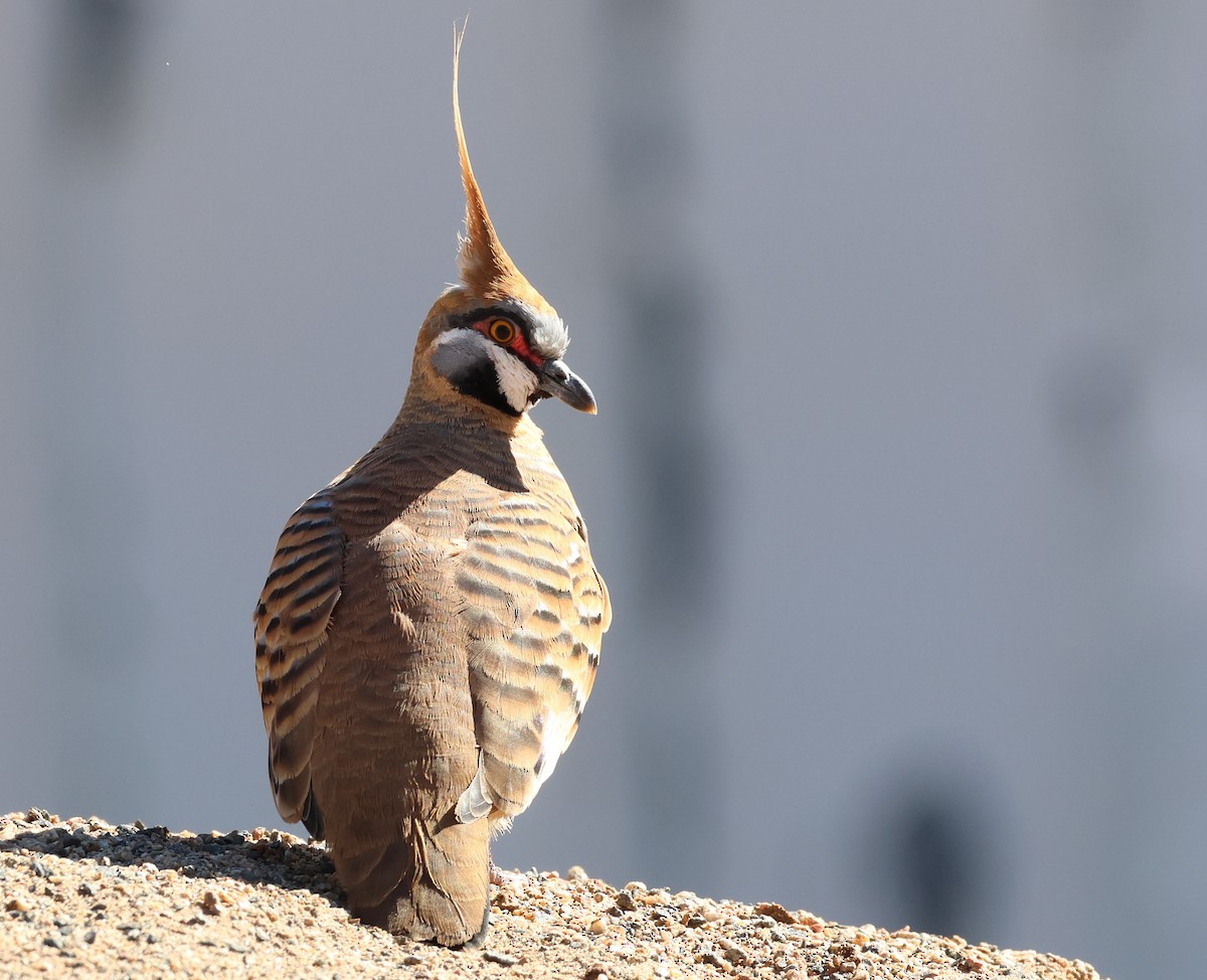 Spinifex Pigeon - ML585847861