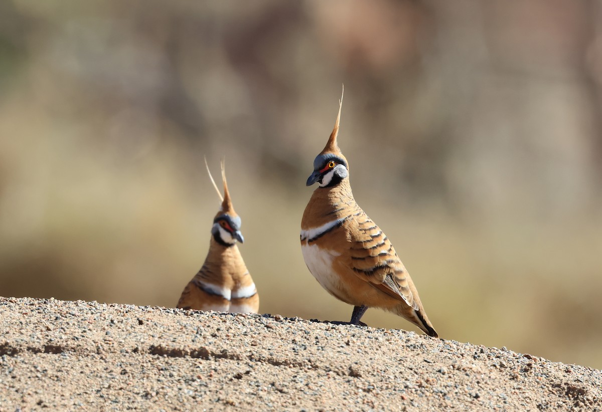 Spinifex Pigeon - ML585847871