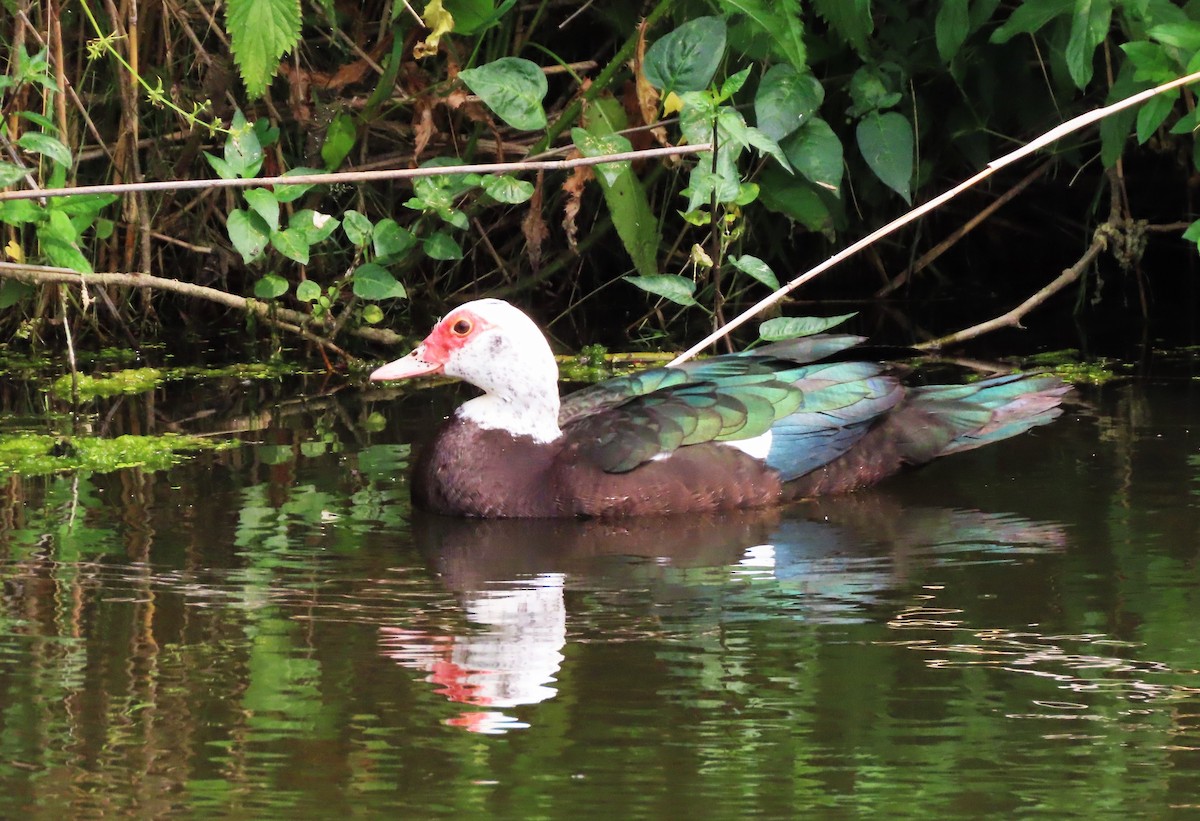 Muscovy Duck (Domestic type) - ML585848011